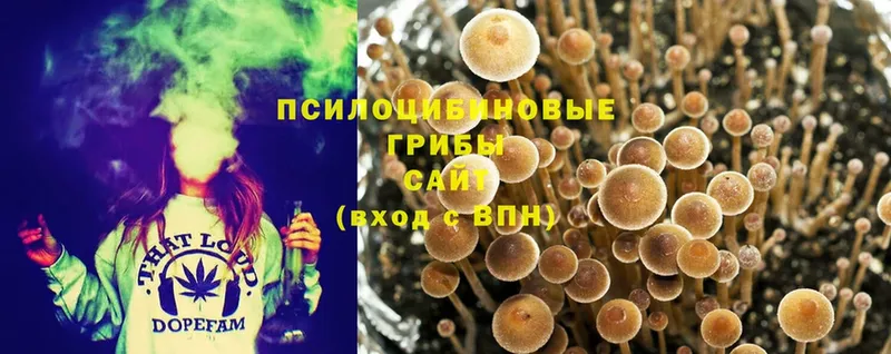 Псилоцибиновые грибы Psilocybine cubensis  наркотики  Дятьково 